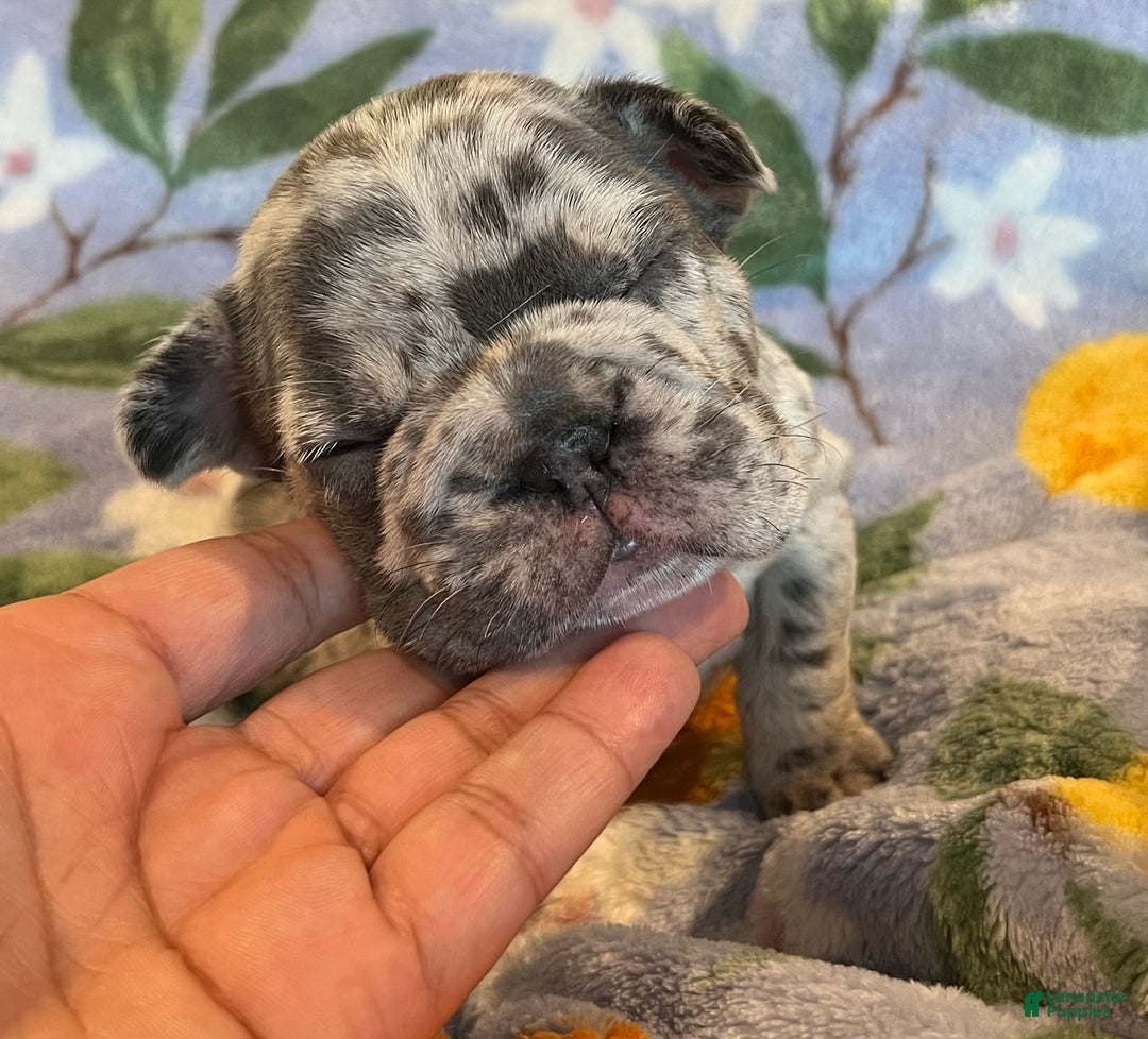 French Bulldog dogs for sale: French Bulldog Puppy 7 - Ad 2