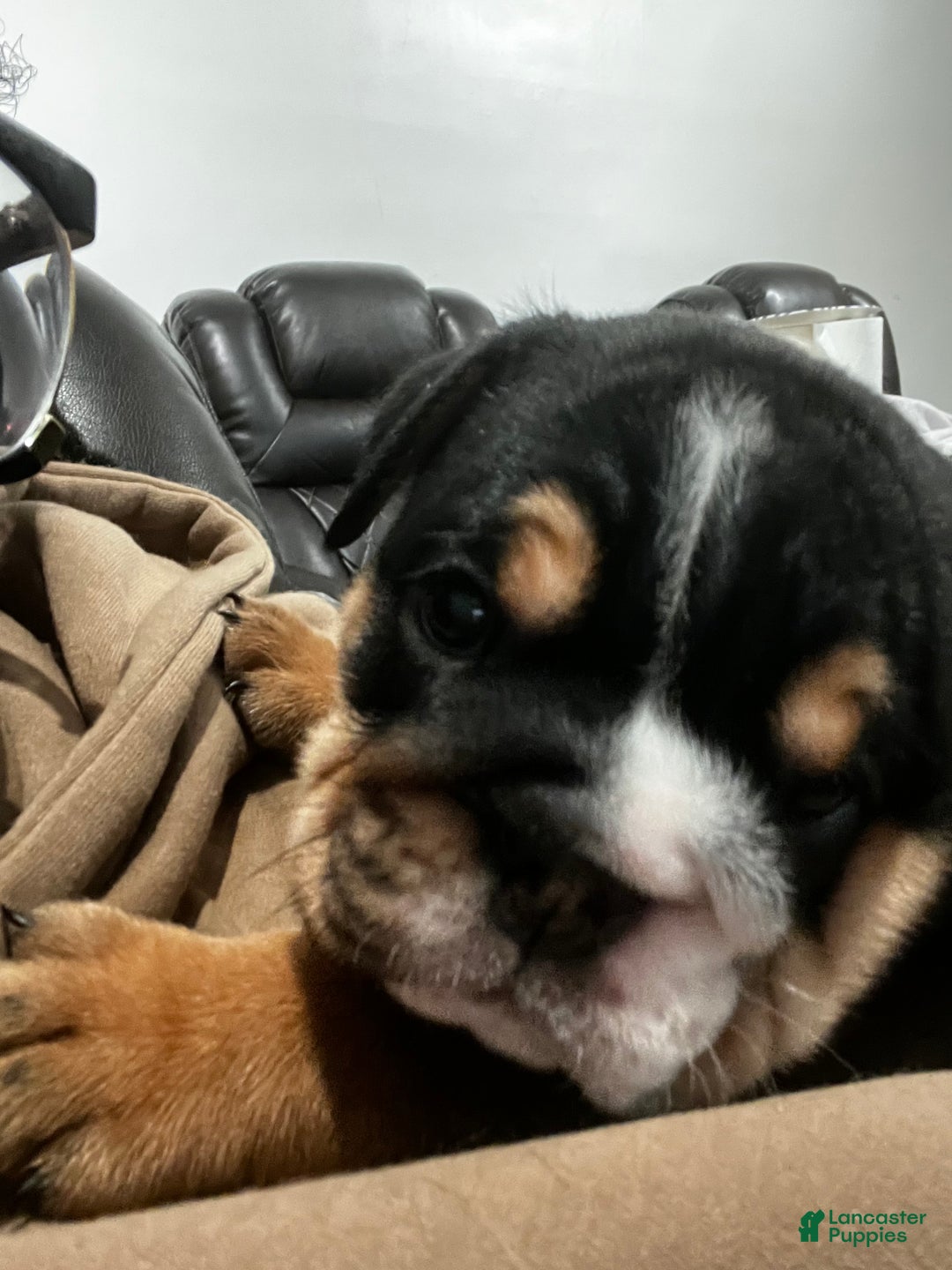 English Bulldog dogs for sale: English Bulldog litter of 5 puppies - Ad 12