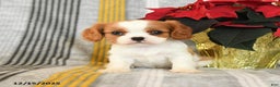 Cavalier King Charles Spaniel dogs for sale: Cupcake - Ad 3