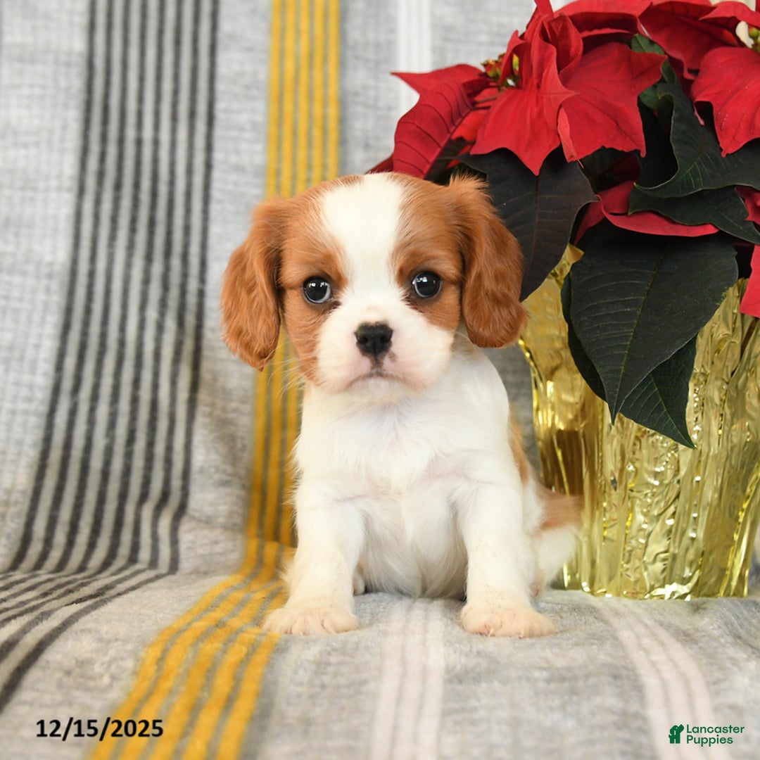 Cavalier King Charles Spaniel dogs for sale: Cupcake - Ad 3