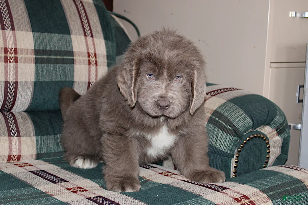 Newfoundland dogs for sale: OFA, AKC, CH Ariel - Ad 4
