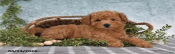 Bichpoo dogs for sale: Flynn - Ad 4