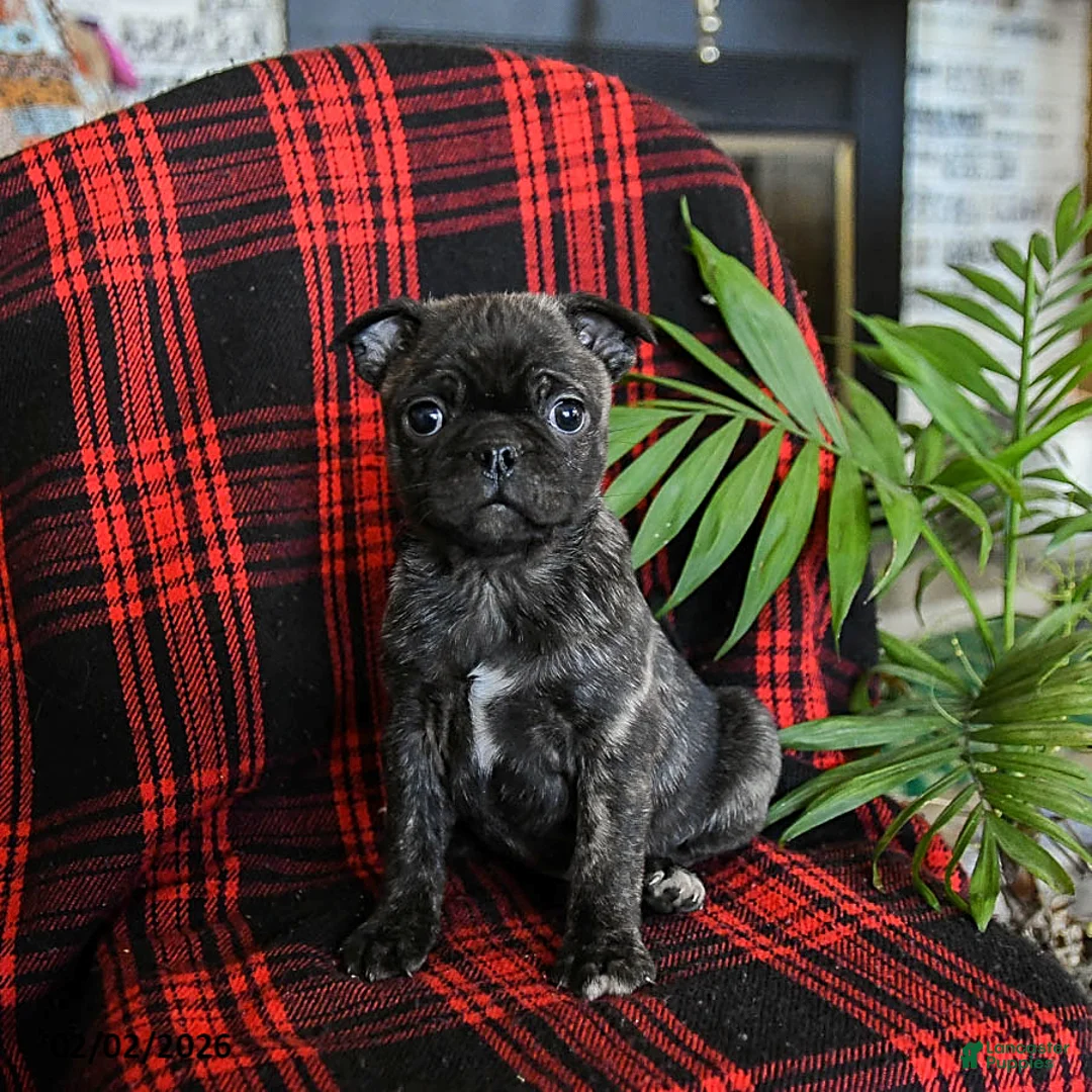 Mixed Breed dogs for sale: Amber - Ad 1