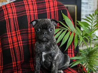 Mixed Breed dogs Amber - Ad 39