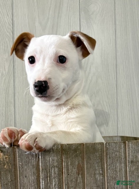 Jack Russell Terrier dogs Iris - Ad 5