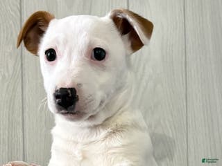 Jack Russell Terrier dogs Iris - Ad 5