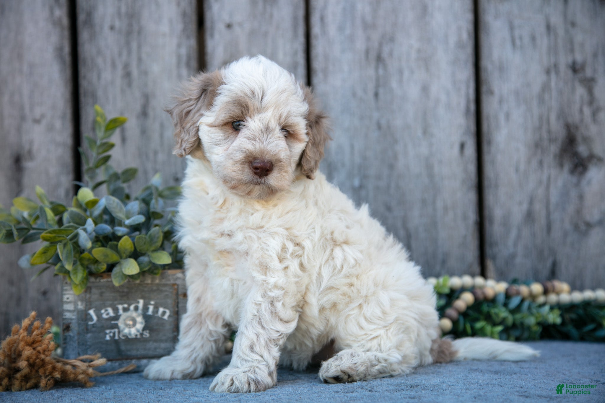 Mixed Breed dogs Patches - Ad 23