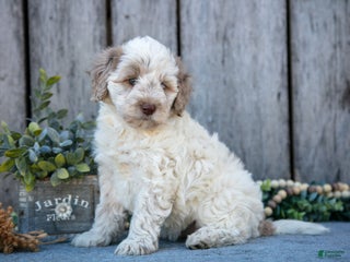 Mixed Breed dogs Patches - Ad 24