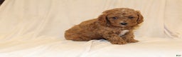 Cavapoo dogs for sale: Cocoa - Ad 1