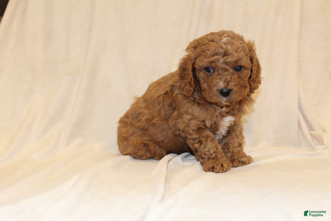 Cavapoo dogs for sale: Cocoa - Ad 1