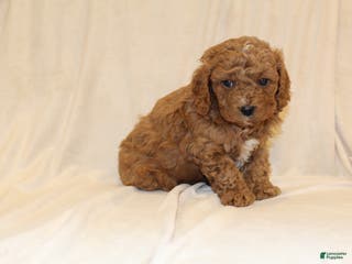 Cavapoo dogs Cocoa - Ad 5