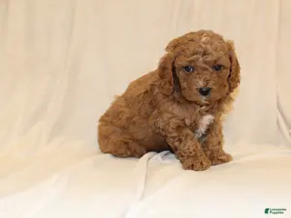 Cavapoo dogs Cocoa - Ad 3