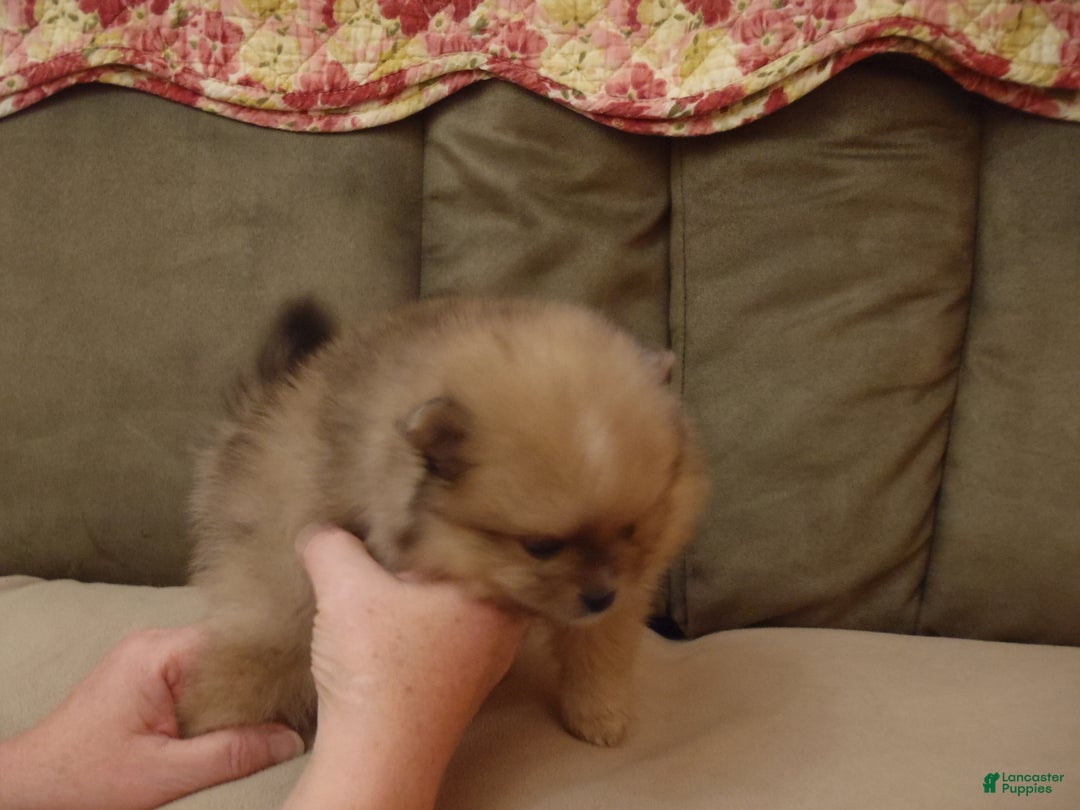 Pomeranian dogs for sale: Pomeranian Puppy 2 - Ad 1
