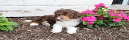 Cavapoo dogs for sale: Fern - Ad 3