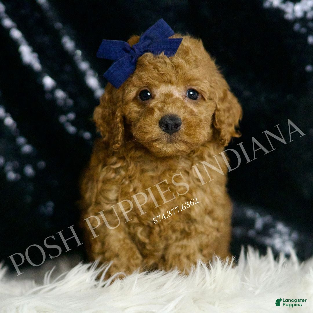 Mini Goldendoodle dogs Squash F1BB - Ad 29