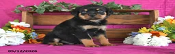 Rottweiler dogs for sale: Mason - Ad 4