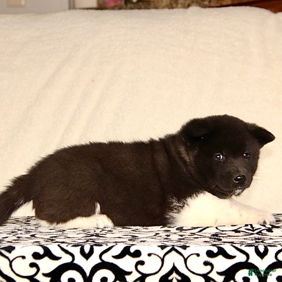 Akita dogs for sale: Archer - Ad 3