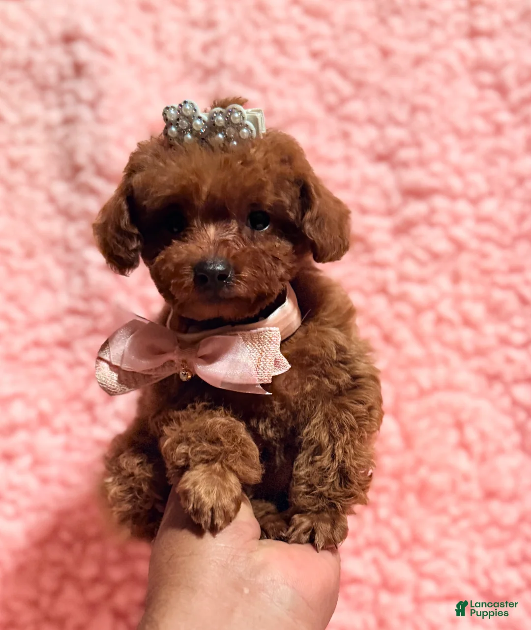 Toy Poodle dogs for sale: Abby red AKC Teacup - Ad 8