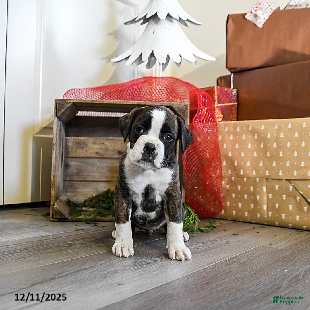 Boxer dogs for sale: Poppy - Ad 2