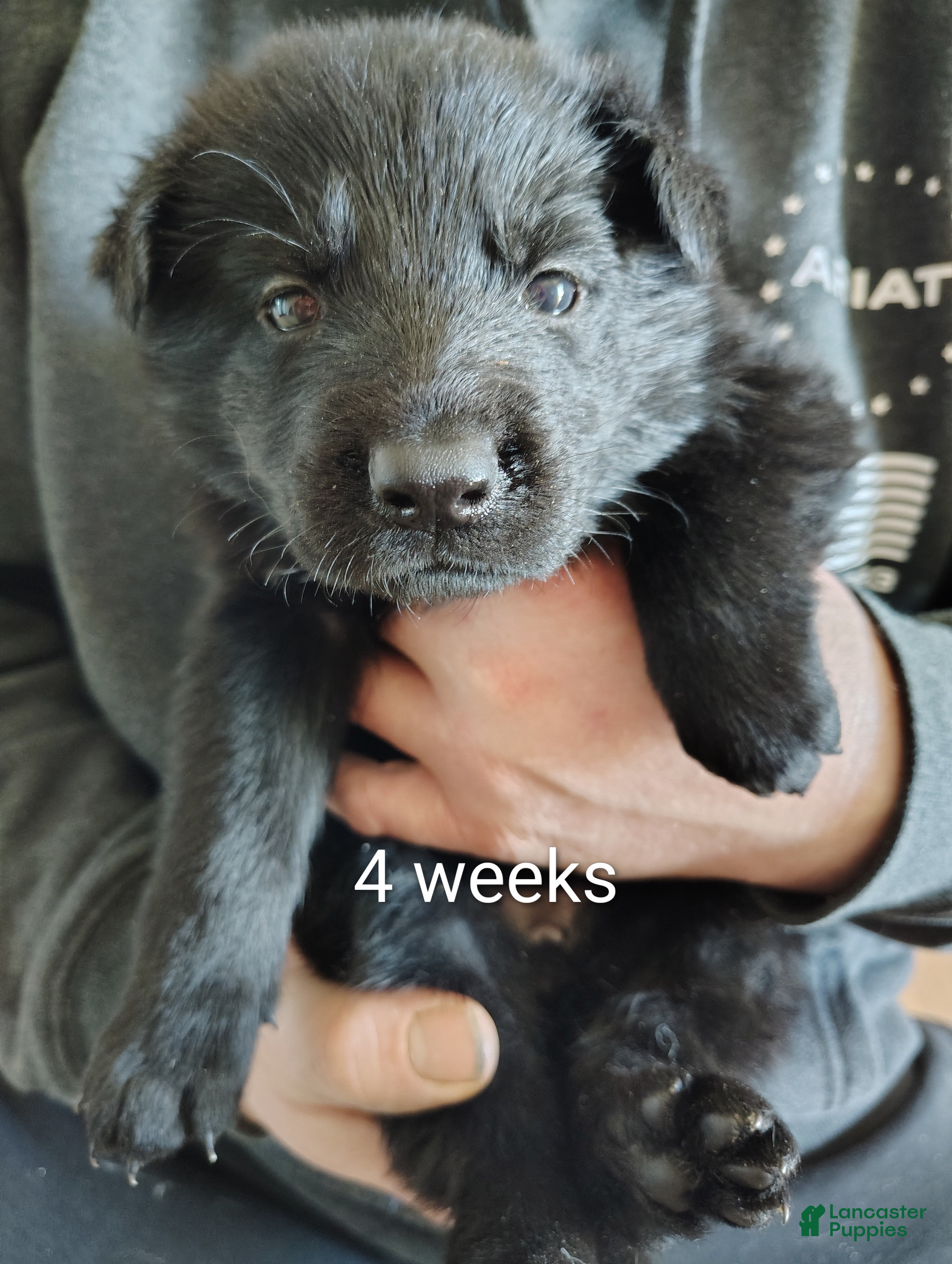 German Shepherd dogs Raven - Ad 1