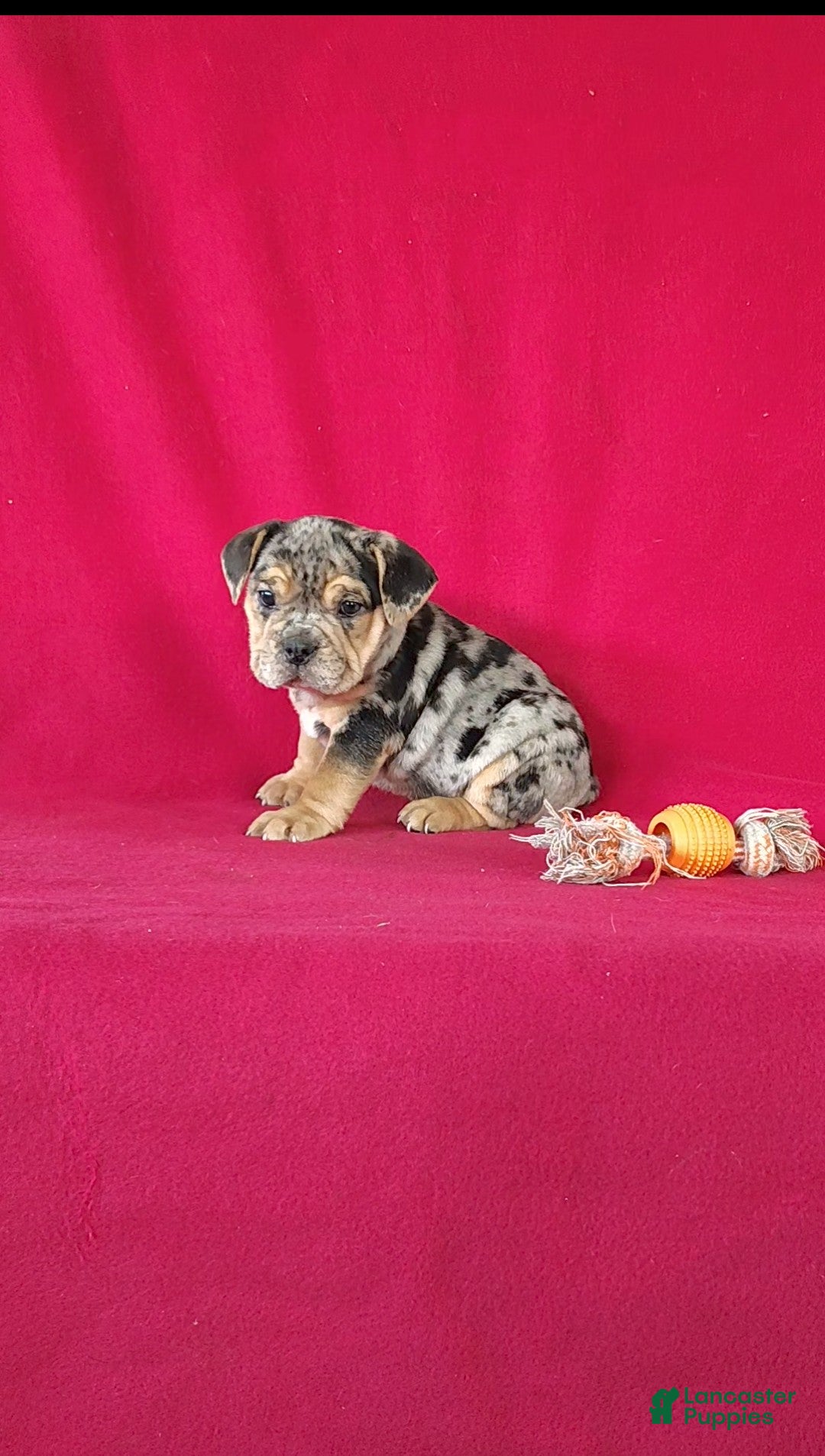 Mixed Breed dogs for sale: Brynn - Ad 4