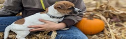 Jack Russell Terrier dogs for sale: Ginger - Ad 1