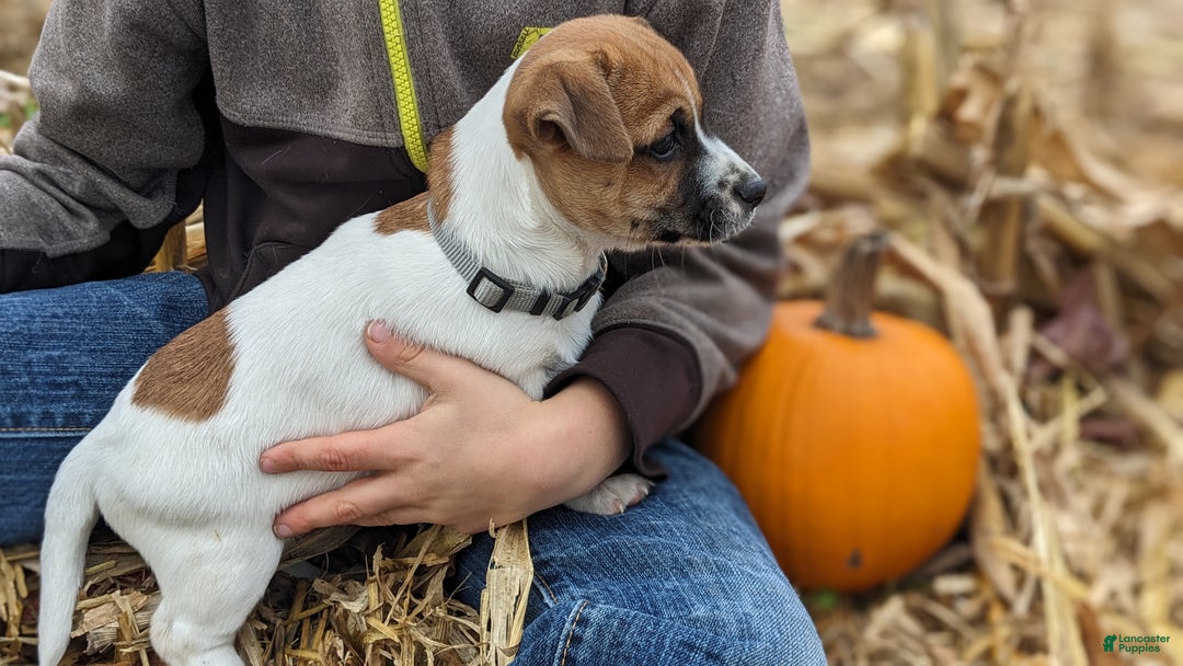 Jack Russell Terrier dogs for sale: Ginger - Ad 1