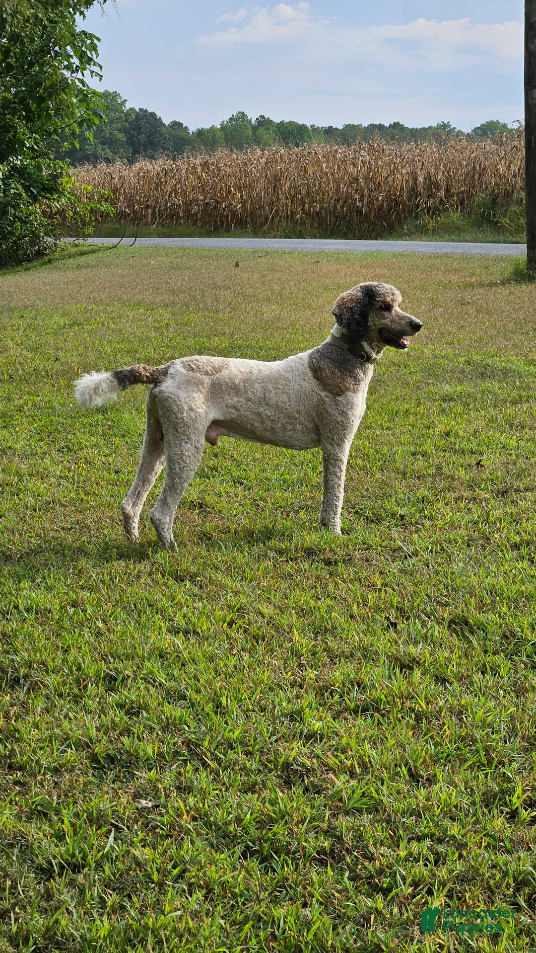 Standard Poodle dogs for stud: Standard Poodle 1 puppies - Ad 2