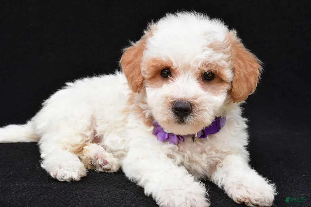 Maltipoo dogs for sale: Lucy - Ad 1