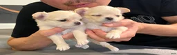 Chihuahua dogs for sale: Sunny - Ad 2