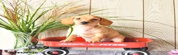 Miniature Dachshund dogs for sale: Titus - Ad 8