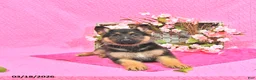 German Shepherd dogs for sale: Sadie - Ad 2