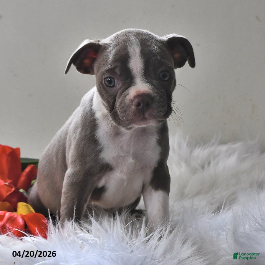 Boston Terrier dogs Lady - Ad 1