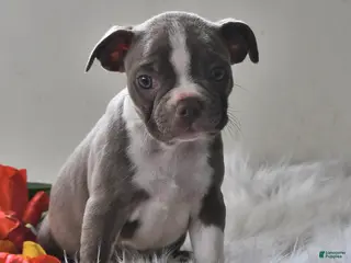 Boston Terrier dogs for sale: Lady - Ad 4