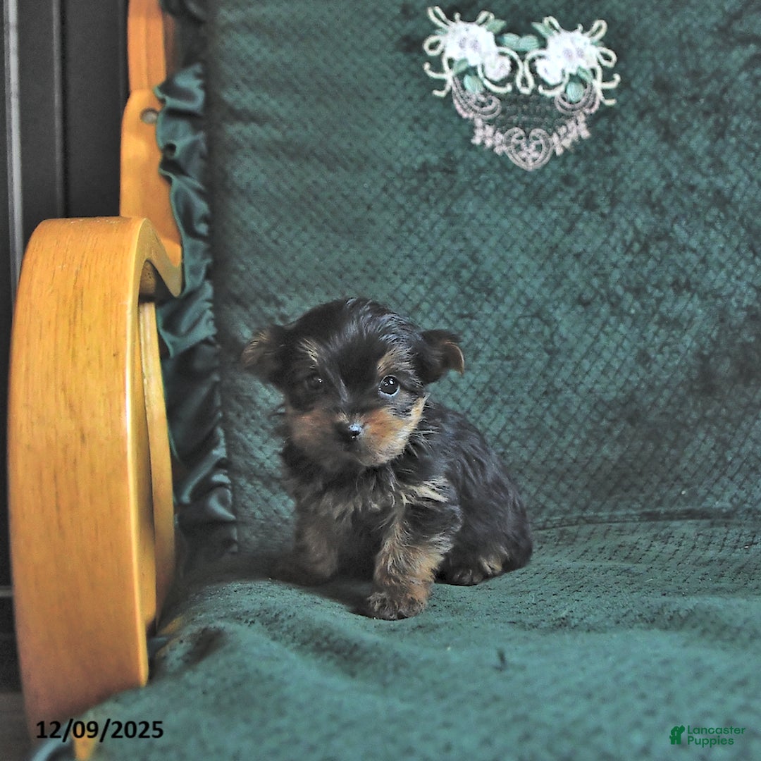 Yorkshire Terrier dogs for sale: Logan  - Ad 3