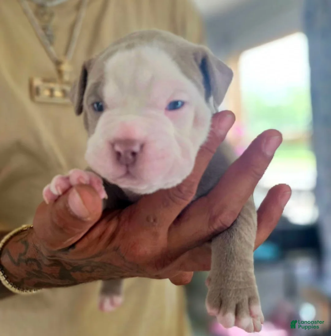 American Bully dogs for sale: American Bully 1 - Ad 2