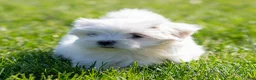 Maltese dogs for sale: Millie Maltese Puppy  - Ad 2