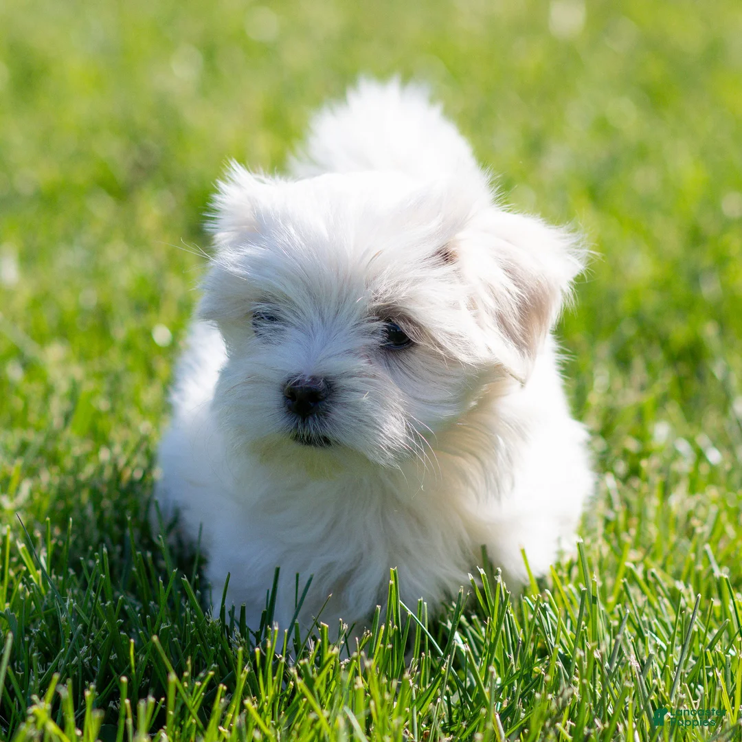 Maltese dogs for sale: Millie Maltese Puppy  - Ad 2