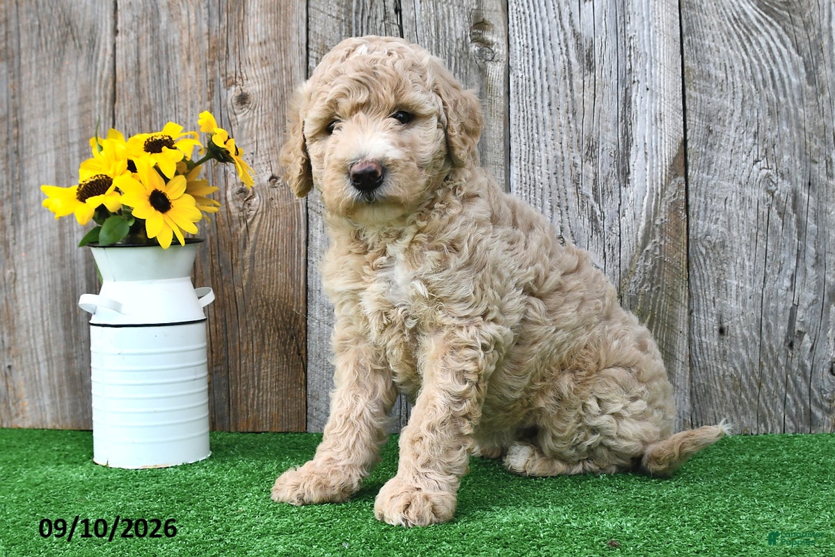 Mini Goldendoodle dogs Lilly - Ad 2