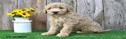 Mini Goldendoodle dogs for sale: Lilly - Ad 2