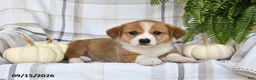 Welsh Corgi Pembroke dogs for sale: Jackson - Ad 3