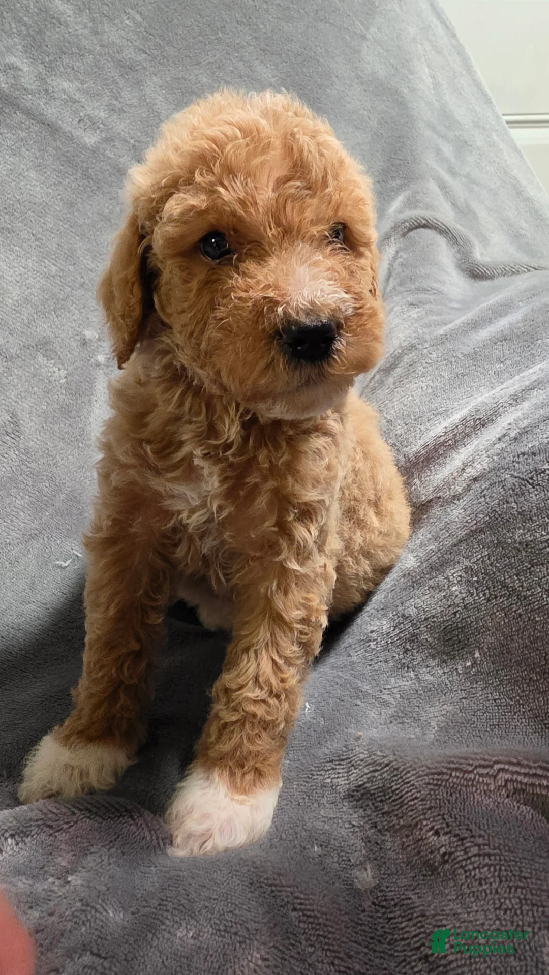 Goldendoodle dogs for sale: Miley - Ad 1