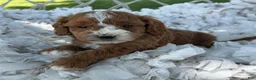 Cavapoo dogs for sale: Casper - Ad 11