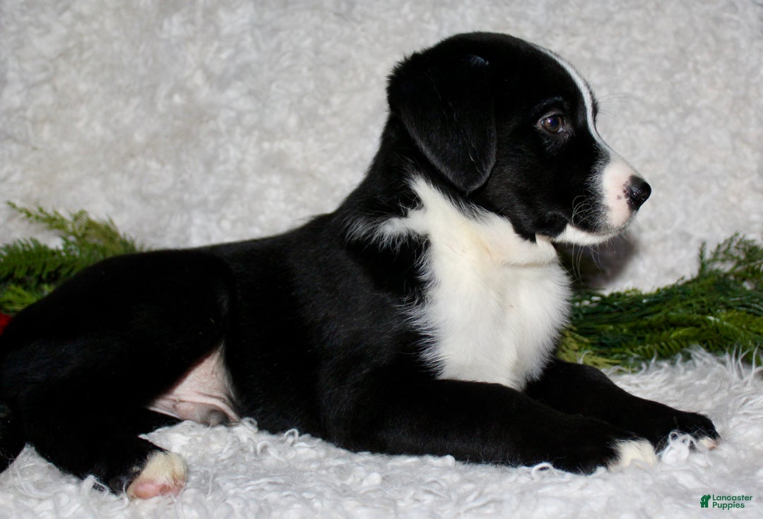 Bernedoodle dogs for sale: Milo - Ad 4