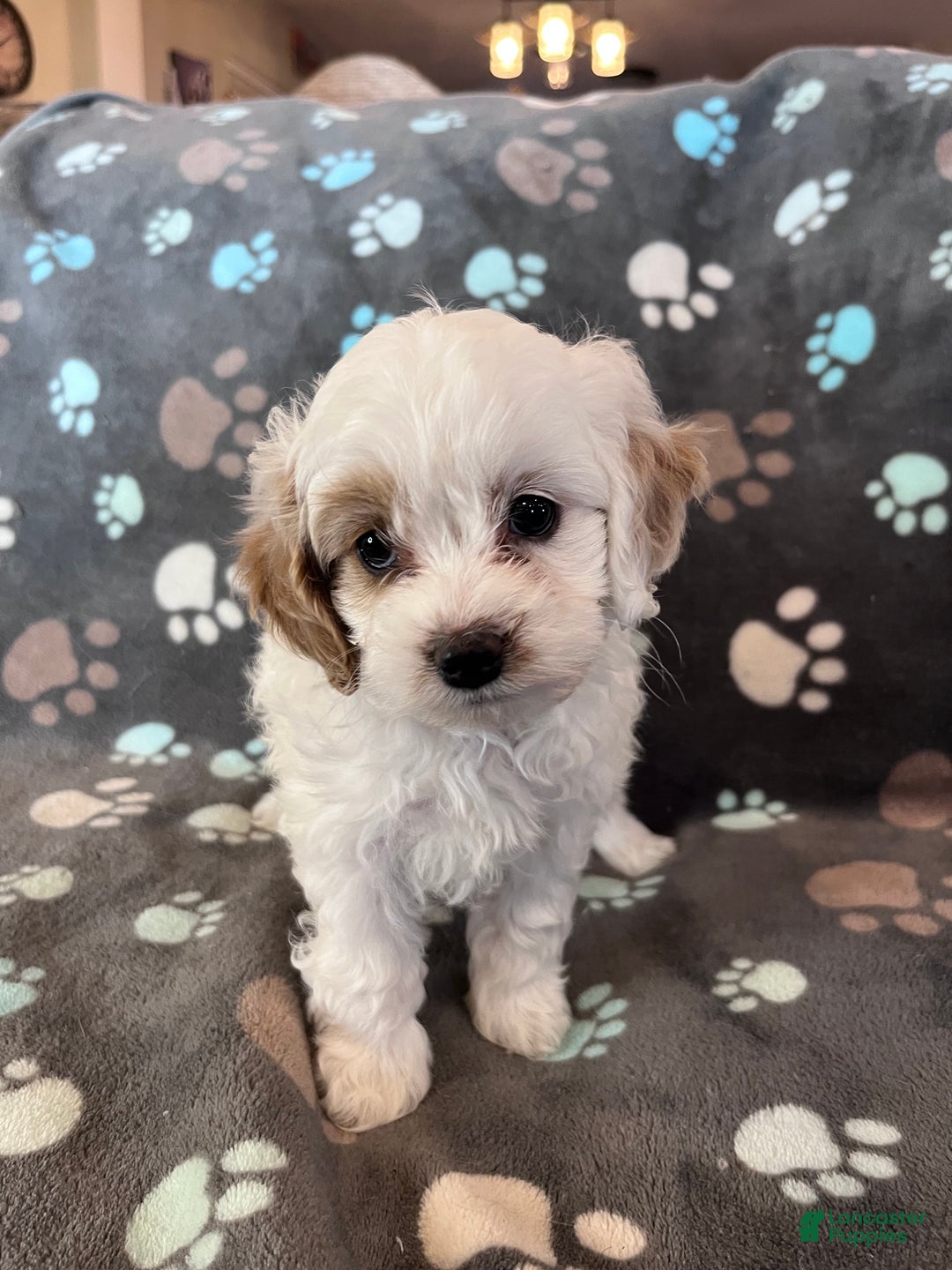 Cockapoo dogs for sale: Cockapoo Puppy 3 - Ad 8