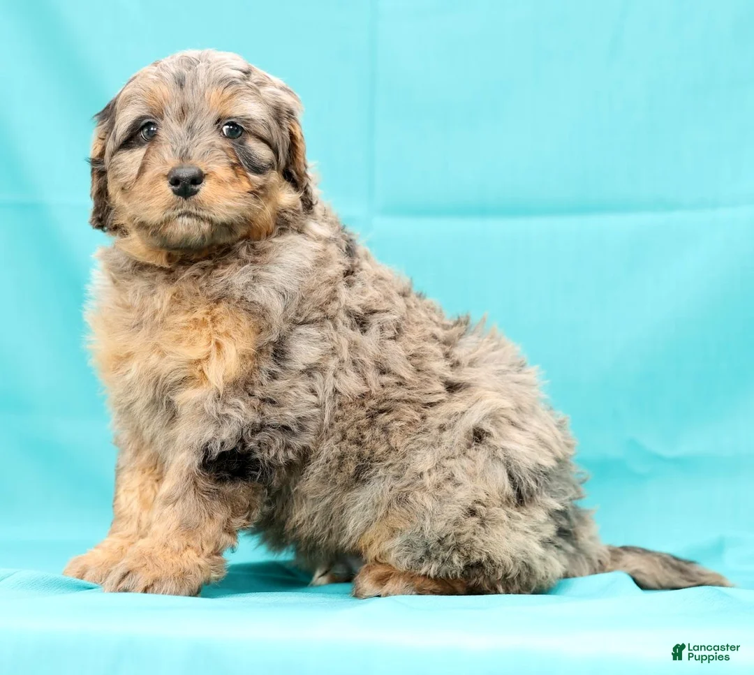 Mini Bernedoodle dogs for sale: Ace - Ad 6