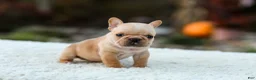 French Bulldog dogs for sale: Jack - Fawn Cream - Ad 8
