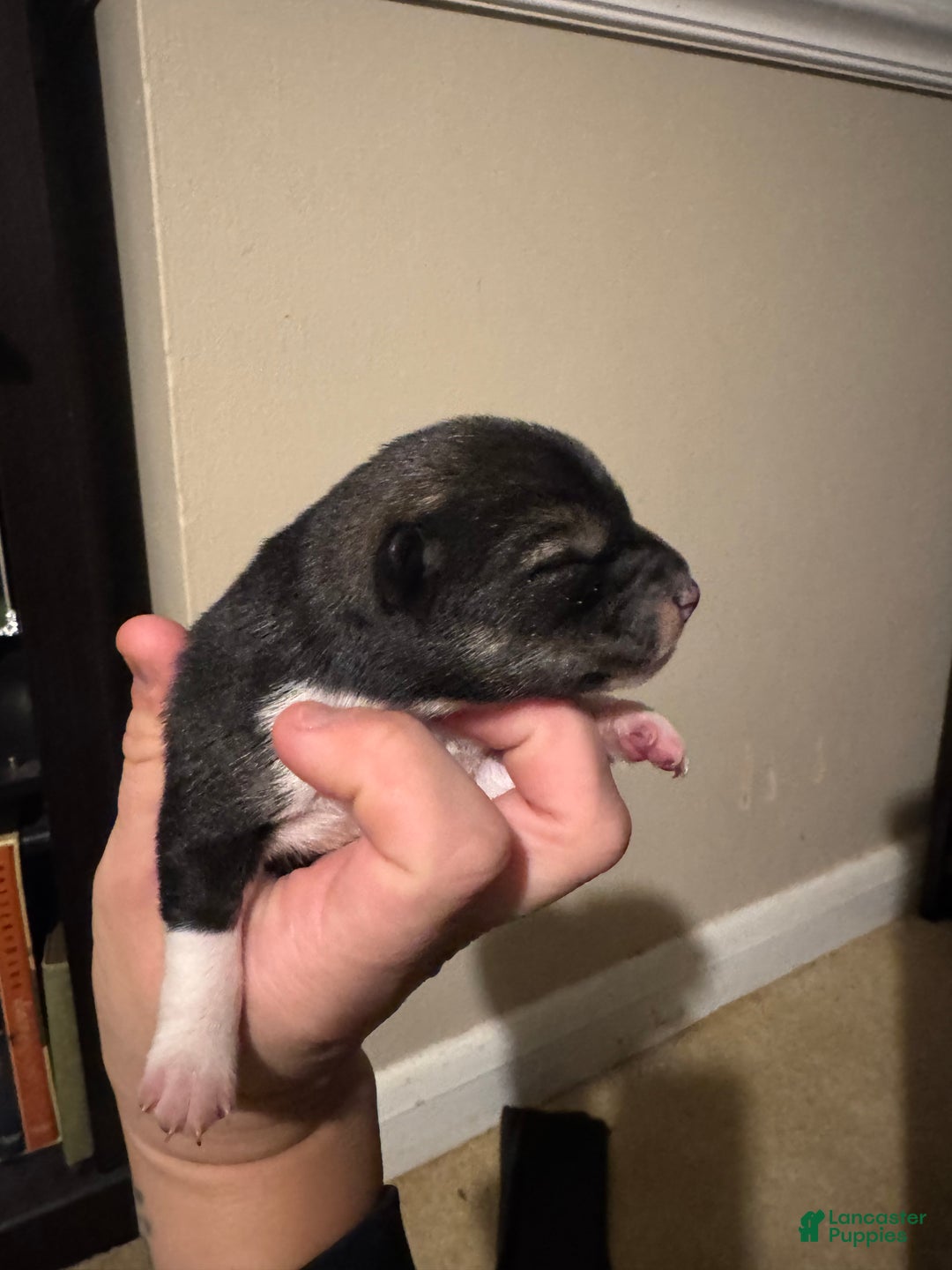 Shiba Inu dogs for sale: Shiba Inu Puppy 2 - Ad 1