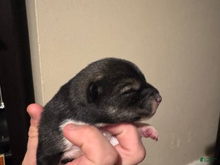 Shiba Inu dogs Shiba Inu Puppy 2 - Ad 41