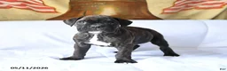 Boxer dogs for sale: Bear - Ad 3